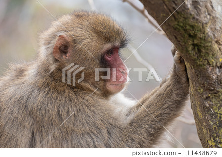 Profile of a Japanese macaque Arashiyama Monkey Park Iwatayama Profile of a Japanese macaque Arashiyama Monkey Park Iwatayama 111438679