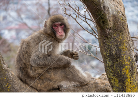 Japanese macaque sitting on a tree Arashiyama Monkey Park Iwatayama 111438680