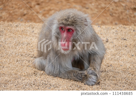 Japanese macaque Arashiyama Monkey Park Iwatayama Japanese macaque Arashiyama Monkey Park Iwatayama 111438685