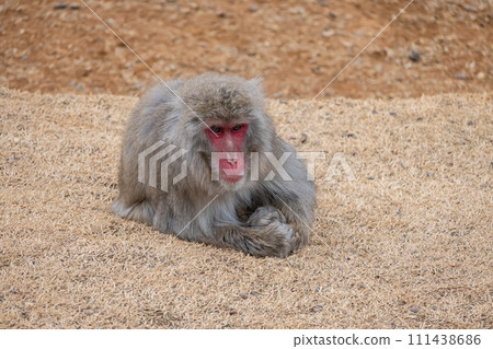 Japanese macaque Arashiyama Monkey Park Iwatayama Japanese macaque Arashiyama Monkey Park Iwatayama 111438686