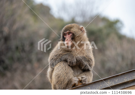 Young Japanese macaque on the roof Arashiyama Monkey Park Iwatayama Young Japanese macaque on the roof Arashiyama Monkey Park Iwatayama 111438696