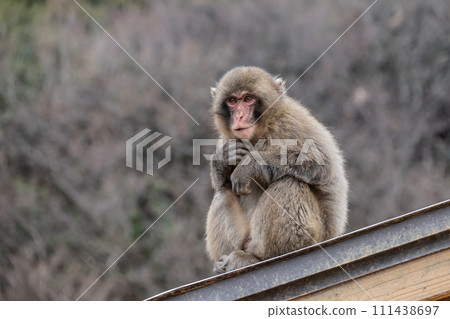 Young Japanese macaque on the roof Arashiyama Monkey Park Iwatayama 111438697