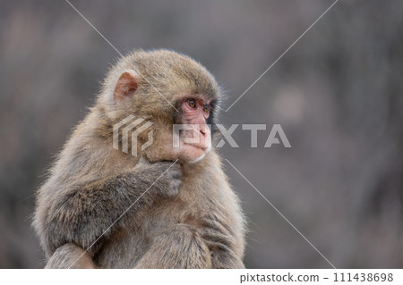 Japanese macaque Arashiyama Monkey Park Iwatayama Japanese macaque Arashiyama Monkey Park Iwatayama 111438698