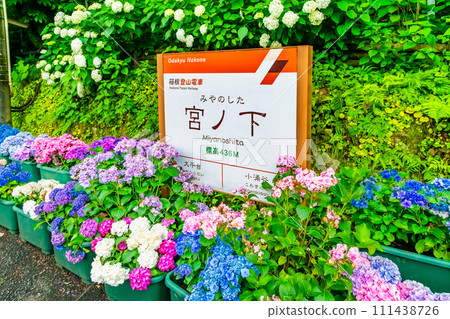 箱根登山鐵道宮下站，繡球花盛開 111438726