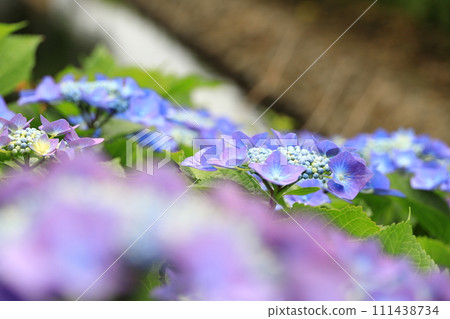Egawa Serage Walkway Hydrangea 111438734