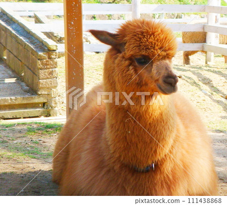 Alpaca with round eyes 111438868