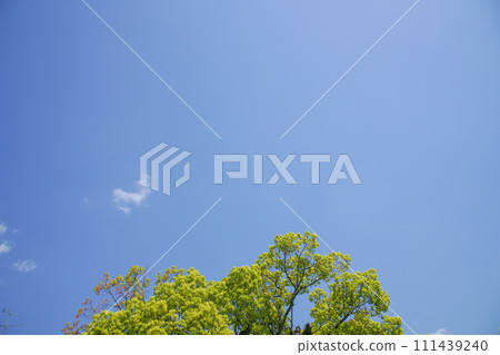 The blue sky in May 111439240