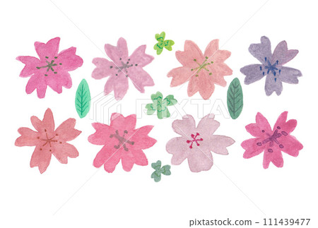 Modern illustration of cherry blossoms, clovers and leaves painted with transparent watercolors Modern illustration of cherry blossoms, clovers and leaves painted with transparent watercolors 111439477