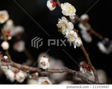 White plum blossoms floating on a dark background 111439487
