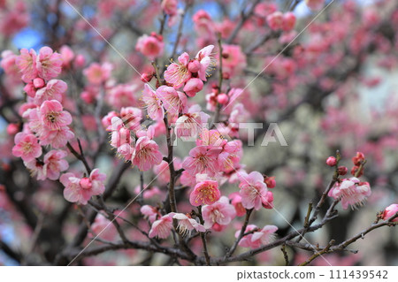 Plum blossom Plum blossom 111439542