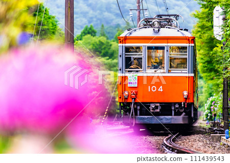 Hakone Tozan Railway Hydrangea Train (near the Sculpture Forest) 111439543