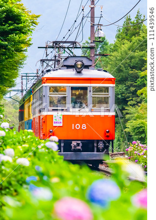 Hakone Tozan Railway Hydrangea Train (near the Sculpture Forest) 111439546