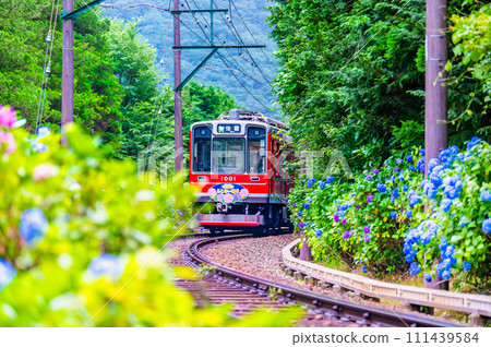 箱根登山鐵道繡球花列車(雕塑林附近) 箱根登山鐵道繡球花列車(雕塑林附近) 111439584
