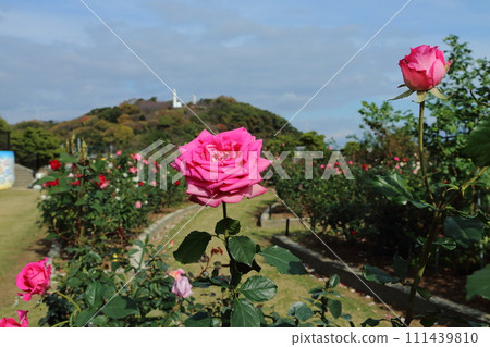 Arao City Ominous Citizen Flower Bed Rose Flower, 111439810