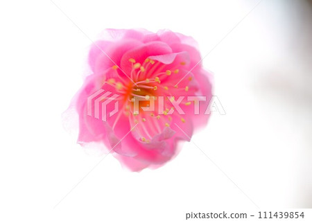 Plum blossoms in early spring Plum blossoms in early spring 111439854