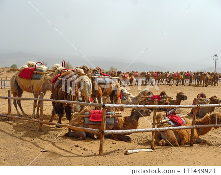 在寧夏沙波頭旅行時拍攝一群供旅客騎乘的駱駝在沙漠行走 在寧夏沙波頭旅行時拍攝一群供旅客騎乘的駱駝在沙漠行走 111439921