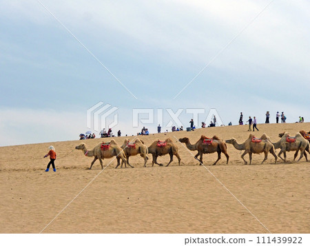 在寧夏沙波頭旅行時拍攝一群供旅客騎乘的駱駝在沙漠行走 在寧夏沙波頭旅行時拍攝一群供旅客騎乘的駱駝在沙漠行走 111439922