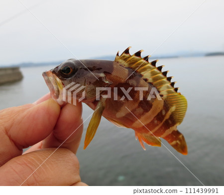 在海裡的釣魚點捕獲的可愛的小石斑魚 111439991