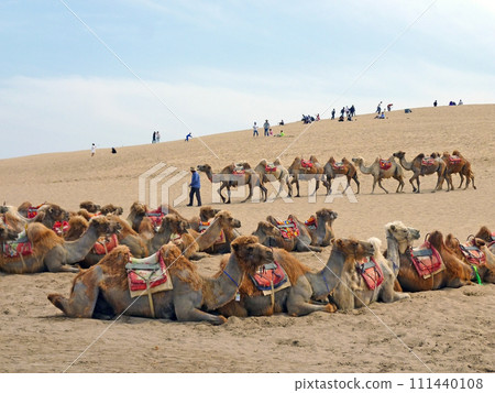 Photographed a group of camels resting for tourists to ride while traveling in Shabotou, Ningxia Photographed a group of camels resting for tourists to ride while traveling in Shabotou, Ningxia 111440108