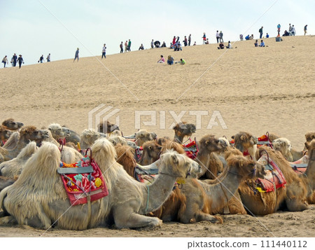 在寧夏沙波頭旅行時拍攝一群供旅客騎乘的駱駝在休息 在寧夏沙波頭旅行時拍攝一群供旅客騎乘的駱駝在休息 111440112