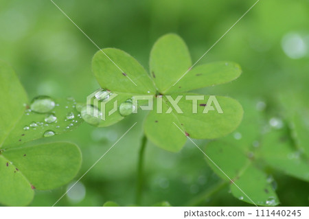 酢漿草葉和水滴 酢漿草葉和水滴 111440245