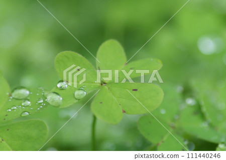 酢漿草葉和水滴 111440246