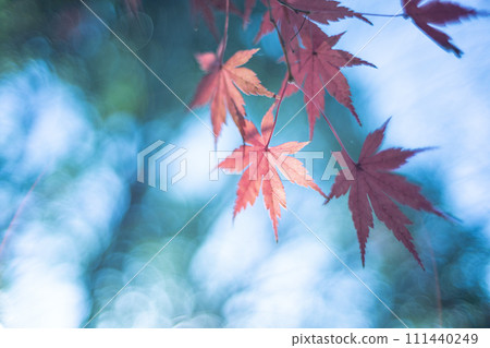 秋葉和天空 111440249