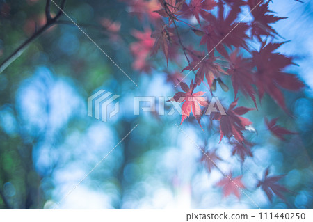 秋葉和天空 秋葉和天空 111440250