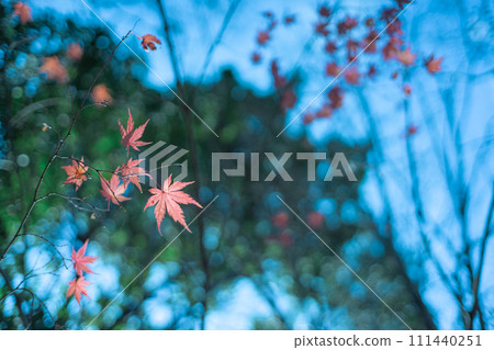 秋葉和天空 111440251