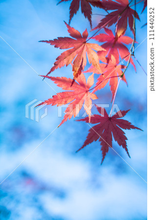 秋葉和天空 111440252