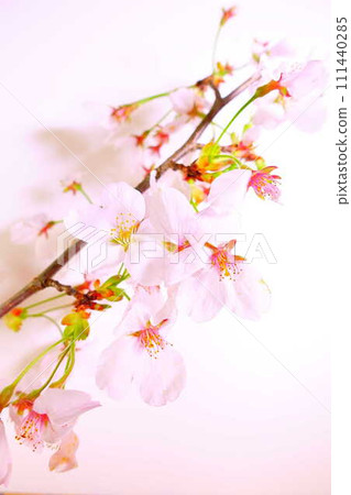 盛開的櫻花，櫻花，櫻花，櫻花，染井吉野 111440285