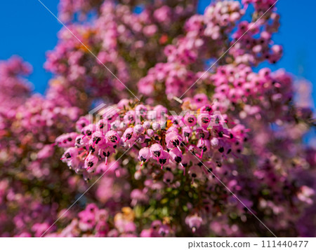 Janomeerica flowers that shine against the blue sky 111440477