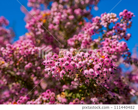Janomeerica flowers that shine against the blue sky 111440482