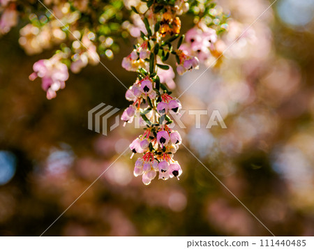 Janomeerica flowers blooming on a sunny day in early spring 111440485