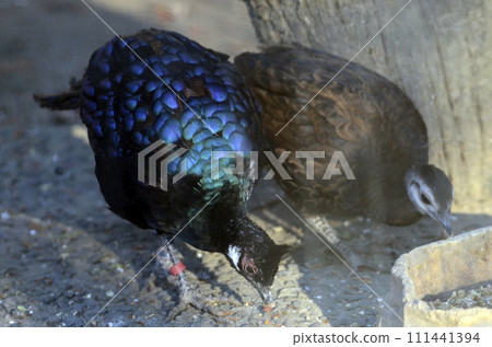 Para wanko peacock 111441394