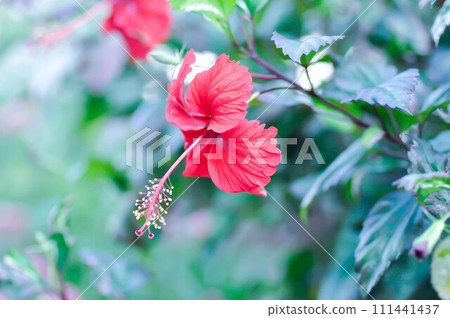 Chinese rose or Hibiscus or Hibiscus rosa sinensis or Hibisceae or Malvaceae , red hibiscus flower Chinese rose or Hibiscus or Hibiscus rosa sinensis or Hibisceae or Malvaceae , red hibiscus flower 111441437
