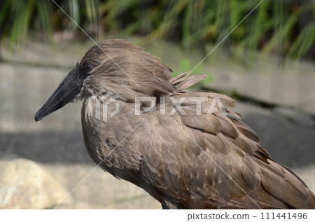 Hamerkop 111441496