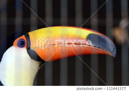 Toucan Toucan 111441577