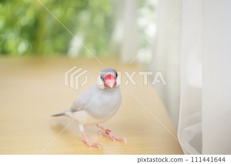 銀女女 銀女女 111441644