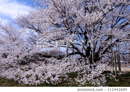 Tenpyo-no-oka Park light blue cherry blossoms Tenpyo-no-oka Park light blue cherry blossoms 111441684