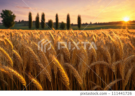 鄉村麥田在夕陽下閃閃發光 111441726