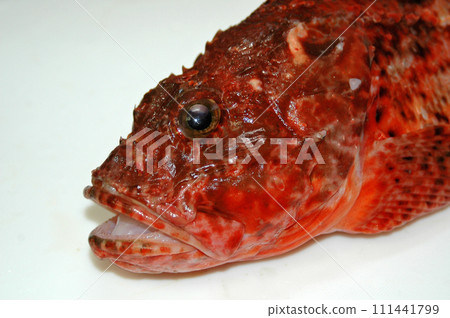 Face of Onikasago 111441799