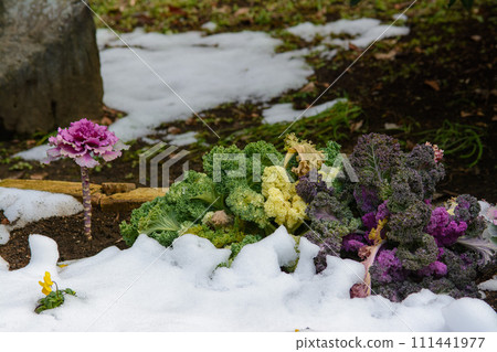 町田市芹谷公園被雪覆蓋的花壇 町田市芹谷公園被雪覆蓋的花壇 111441977