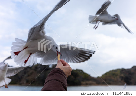 Very fun feeding black-headed gulls Very fun feeding black-headed gulls 111441993