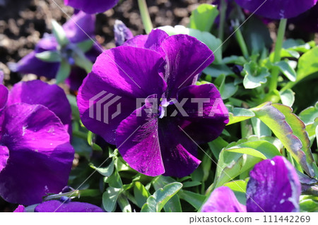 Red-purple pansy flowers blooming in the winter garden 111442269