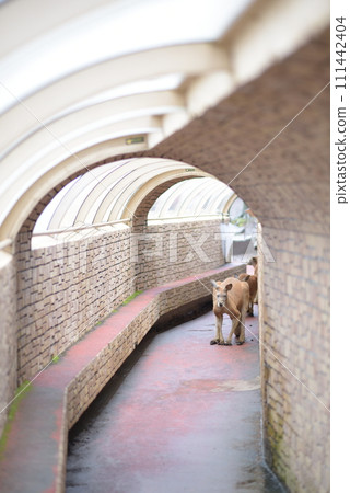 袋鼠【無路可逃的對抗】 袋鼠【無路可逃的對抗】 111442404