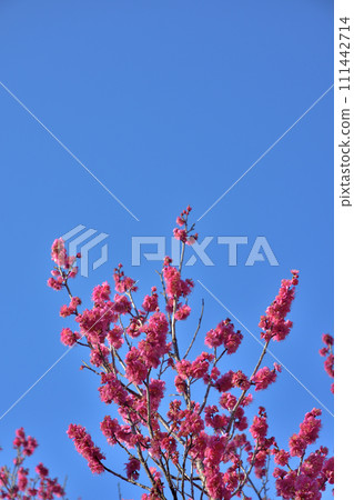 茨城縣政府梅花盛開 111442714