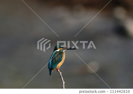Landscape of the water surface where a kingfisher perches 111442810