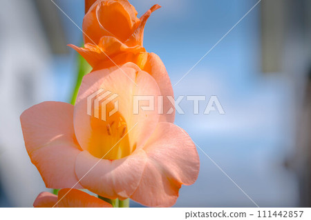 Light pink gladiolus flowers ~Summer morning~ Light pink gladiolus flowers ~Summer morning~ 111442857