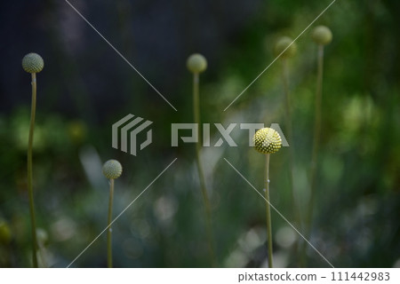 圓形植物 111442983